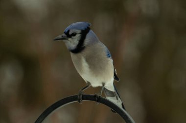 Bu güzel mavi karga kuşu, bu fotoğrafı çektiğimde çobanın kancasına geldi. Mavi ve beyaz tüyler siyah arkaplandan öne çıkıyor. Pençeleri siyah metal çubuğu tutuyor..