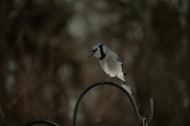 Bu güzel mavi karga kuşu, bu fotoğrafı çektiğimde çobanın kancasına geldi. Mavi ve beyaz tüyler siyah arkaplandan öne çıkıyor. Pençeleri siyah metal çubuğu tutuyor..
