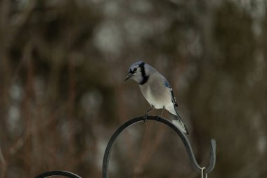 Bu güzel mavi karga kuşu, bu fotoğrafı çektiğimde çobanın kancasına geldi. Mavi ve beyaz tüyler siyah arkaplandan öne çıkıyor. Pençeleri siyah metal çubuğu tutuyor..