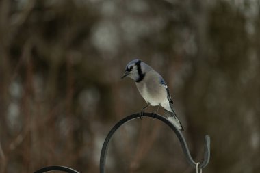 Bu güzel mavi karga kuşu, bu fotoğrafı çektiğimde çobanın kancasına geldi. Mavi ve beyaz tüyler siyah arkaplandan öne çıkıyor. Pençeleri siyah metal çubuğu tutuyor..