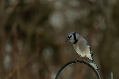 Bu güzel mavi karga kuşu, bu fotoğrafı çektiğimde çobanın kancasına geldi. Mavi ve beyaz tüyler siyah arkaplandan öne çıkıyor. Pençeleri siyah metal çubuğu tutuyor..
