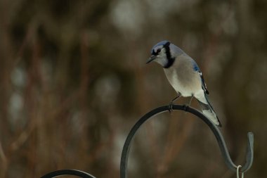 Bu güzel mavi karga kuşu, bu fotoğrafı çektiğimde çobanın kancasına geldi. Mavi ve beyaz tüyler siyah arkaplandan öne çıkıyor. Pençeleri siyah metal çubuğu tutuyor..