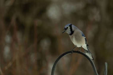 Bu güzel mavi karga kuşu, bu fotoğrafı çektiğimde çobanın kancasına geldi. Mavi ve beyaz tüyler siyah arkaplandan öne çıkıyor. Pençeleri siyah metal çubuğu tutuyor..