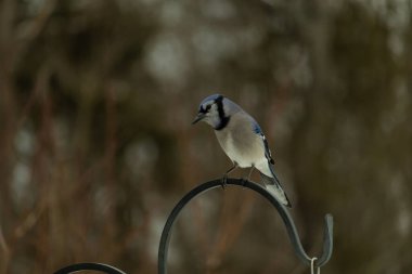 Bu güzel mavi karga kuşu, bu fotoğrafı çektiğimde çobanın kancasına geldi. Mavi ve beyaz tüyler siyah arkaplandan öne çıkıyor. Pençeleri siyah metal çubuğu tutuyor..