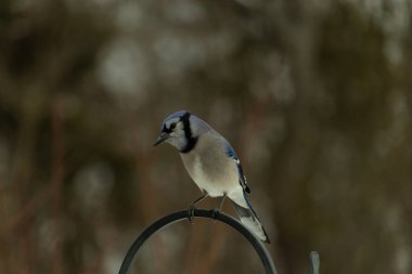 Bu güzel mavi karga kuşu, bu fotoğrafı çektiğimde çobanın kancasına geldi. Mavi ve beyaz tüyler siyah arkaplandan öne çıkıyor. Pençeleri siyah metal çubuğu tutuyor..