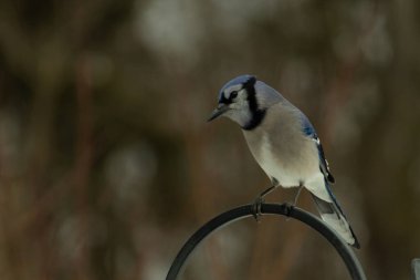 Bu güzel mavi karga kuşu, bu fotoğrafı çektiğimde çobanın kancasına geldi. Mavi ve beyaz tüyler siyah arkaplandan öne çıkıyor. Pençeleri siyah metal çubuğu tutuyor..