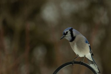 Bu güzel mavi karga kuşu, bu fotoğrafı çektiğimde çobanın kancasına geldi. Mavi ve beyaz tüyler siyah arkaplandan öne çıkıyor. Pençeleri siyah metal çubuğu tutuyor..
