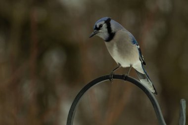 Bu güzel mavi karga kuşu, bu fotoğrafı çektiğimde çobanın kancasına geldi. Mavi ve beyaz tüyler siyah arkaplandan öne çıkıyor. Pençeleri siyah metal çubuğu tutuyor..