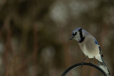 Bu güzel mavi karga kuşu, bu fotoğrafı çektiğimde çobanın kancasına geldi. Mavi ve beyaz tüyler siyah arkaplandan öne çıkıyor. Pençeleri siyah metal çubuğu tutuyor..