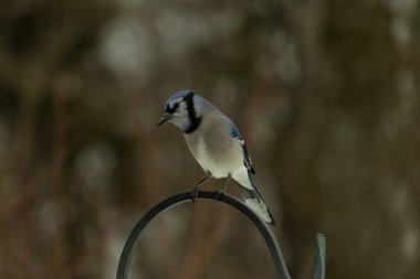 Bu güzel mavi karga kuşu, bu fotoğrafı çektiğimde çobanın kancasına geldi. Mavi ve beyaz tüyler siyah arkaplandan öne çıkıyor. Pençeleri siyah metal çubuğu tutuyor..
