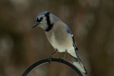 Bu güzel mavi karga kuşu, bu fotoğrafı çektiğimde çobanın kancasına geldi. Mavi ve beyaz tüyler siyah arkaplandan öne çıkıyor. Pençeleri siyah metal çubuğu tutuyor..