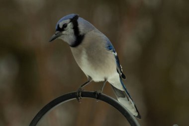 Bu güzel mavi karga kuşu, bu fotoğrafı çektiğimde çobanın kancasına geldi. Mavi ve beyaz tüyler siyah arkaplandan öne çıkıyor. Pençeleri siyah metal çubuğu tutuyor..
