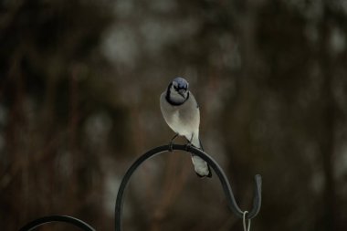 Bu güzel mavi karga kuşu, bu fotoğrafı çektiğimde çobanın kancasına geldi. Mavi ve beyaz tüyler siyah arkaplandan öne çıkıyor. Pençeleri siyah metal çubuğu tutuyor..