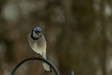Bu güzel mavi karga kuşu, bu fotoğrafı çektiğimde çobanın kancasına geldi. Mavi ve beyaz tüyler siyah arkaplandan öne çıkıyor. Pençeleri siyah metal çubuğu tutuyor..