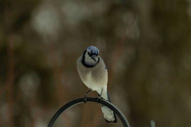 Bu güzel mavi karga kuşu, bu fotoğrafı çektiğimde çobanın kancasına geldi. Mavi ve beyaz tüyler siyah arkaplandan öne çıkıyor. Pençeleri siyah metal çubuğu tutuyor..