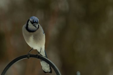 Bu güzel mavi karga kuşu, bu fotoğrafı çektiğimde çobanın kancasına geldi. Mavi ve beyaz tüyler siyah arkaplandan öne çıkıyor. Pençeleri siyah metal çubuğu tutuyor..
