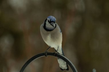 Bu güzel mavi karga kuşu, bu fotoğrafı çektiğimde çobanın kancasına geldi. Mavi ve beyaz tüyler siyah arkaplandan öne çıkıyor. Pençeleri siyah metal çubuğu tutuyor..