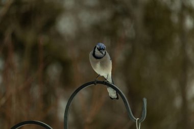 Bu güzel mavi karga kuşu, bu fotoğrafı çektiğimde çobanın kancasına geldi. Mavi ve beyaz tüyler siyah arkaplandan öne çıkıyor. Pençeleri siyah metal çubuğu tutuyor..