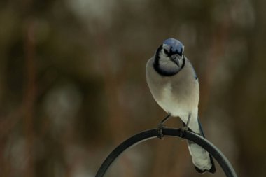 Bu güzel mavi karga kuşu, bu fotoğrafı çektiğimde çobanın kancasına geldi. Mavi ve beyaz tüyler siyah arkaplandan öne çıkıyor. Pençeleri siyah metal çubuğu tutuyor..