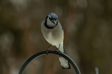 Bu güzel mavi karga kuşu, bu fotoğrafı çektiğimde çobanın kancasına geldi. Mavi ve beyaz tüyler siyah arkaplandan öne çıkıyor. Pençeleri siyah metal çubuğu tutuyor..
