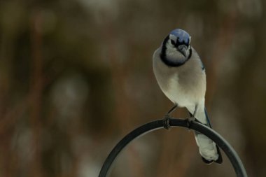 Bu güzel mavi karga kuşu, bu fotoğrafı çektiğimde çobanın kancasına geldi. Mavi ve beyaz tüyler siyah arkaplandan öne çıkıyor. Pençeleri siyah metal çubuğu tutuyor..