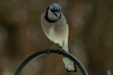 Bu güzel mavi karga kuşu, bu fotoğrafı çektiğimde çobanın kancasına geldi. Mavi ve beyaz tüyler siyah arkaplandan öne çıkıyor. Pençeleri siyah metal çubuğu tutuyor..