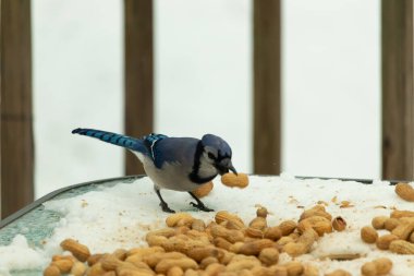 Bu güzel mavi karga burada, karların arasında gagasında fıstıkla duruyor. Bu kuş yiyeceğiyle havalanmak üzere. Bu korvitler mavi, beyaz ve siyah tüyleriyle çok güzel..
