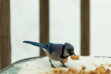 Bu güzel mavi karga burada, karların arasında gagasında fıstıkla duruyor. Bu kuş yiyeceğiyle havalanmak üzere. Bu korvitler mavi, beyaz ve siyah tüyleriyle çok güzel..