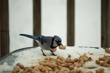 Bu güzel mavi karga burada, karların arasında gagasında fıstıkla duruyor. Bu kuş yiyeceğiyle havalanmak üzere. Bu korvitler mavi, beyaz ve siyah tüyleriyle çok güzel..
