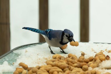 Bu güzel mavi karga burada, karların arasında gagasında fıstıkla duruyor. Bu kuş yiyeceğiyle havalanmak üzere. Bu korvitler mavi, beyaz ve siyah tüyleriyle çok güzel..
