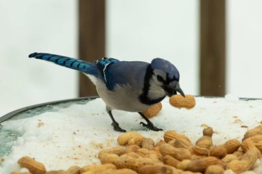 Bu güzel mavi karga burada, karların arasında gagasında fıstıkla duruyor. Bu kuş yiyeceğiyle havalanmak üzere. Bu korvitler mavi, beyaz ve siyah tüyleriyle çok güzel..