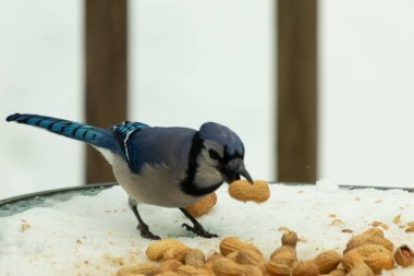 Bu güzel mavi karga burada, karların arasında gagasında fıstıkla duruyor. Bu kuş yiyeceğiyle havalanmak üzere. Bu korvitler mavi, beyaz ve siyah tüyleriyle çok güzel..