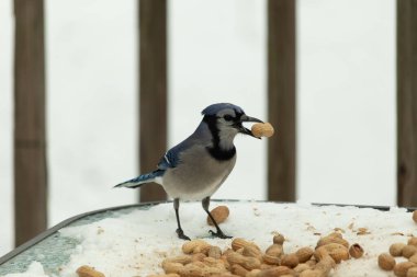 Bu güzel mavi karga burada, karların arasında gagasında fıstıkla duruyor. Bu kuş yiyeceğiyle havalanmak üzere. Bu korvitler mavi, beyaz ve siyah tüyleriyle çok güzel..