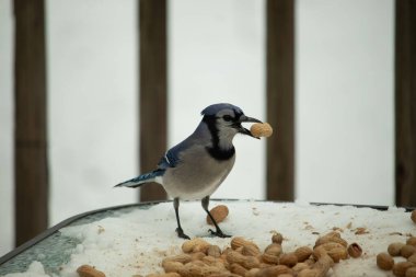 Bu güzel mavi karga burada, karların arasında gagasında fıstıkla duruyor. Bu kuş yiyeceğiyle havalanmak üzere. Bu korvitler mavi, beyaz ve siyah tüyleriyle çok güzel..