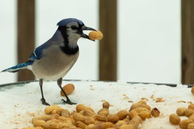 Bu güzel mavi karga burada, karların arasında gagasında fıstıkla duruyor. Bu kuş yiyeceğiyle havalanmak üzere. Bu korvitler mavi, beyaz ve siyah tüyleriyle çok güzel..