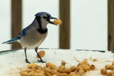 Bu güzel mavi karga burada, karların arasında gagasında fıstıkla duruyor. Bu kuş yiyeceğiyle havalanmak üzere. Bu korvitler mavi, beyaz ve siyah tüyleriyle çok güzel..