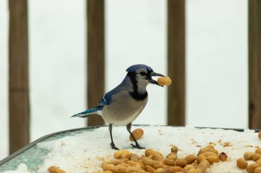 Bu güzel mavi karga burada, karların arasında gagasında fıstıkla duruyor. Bu kuş yiyeceğiyle havalanmak üzere. Bu korvitler mavi, beyaz ve siyah tüyleriyle çok güzel..