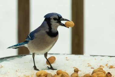 Bu güzel mavi karga burada, karların arasında gagasında fıstıkla duruyor. Bu kuş yiyeceğiyle havalanmak üzere. Bu korvitler mavi, beyaz ve siyah tüyleriyle çok güzel..