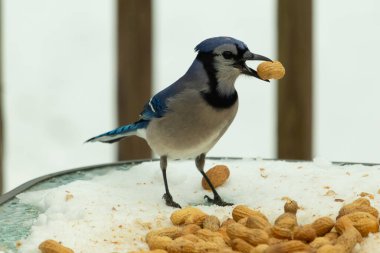 Bu güzel mavi karga burada, karların arasında gagasında fıstıkla duruyor. Bu kuş yiyeceğiyle havalanmak üzere. Bu korvitler mavi, beyaz ve siyah tüyleriyle çok güzel..