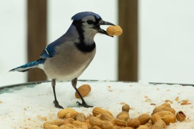 Bu güzel mavi karga burada, karların arasında gagasında fıstıkla duruyor. Bu kuş yiyeceğiyle havalanmak üzere. Bu korvitler mavi, beyaz ve siyah tüyleriyle çok güzel..