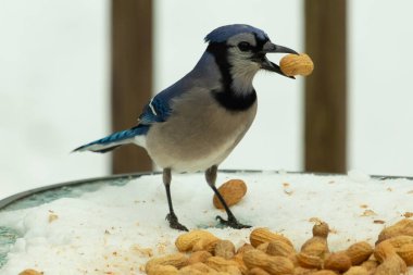 Bu güzel mavi karga burada, karların arasında gagasında fıstıkla duruyor. Bu kuş yiyeceğiyle havalanmak üzere. Bu korvitler mavi, beyaz ve siyah tüyleriyle çok güzel..