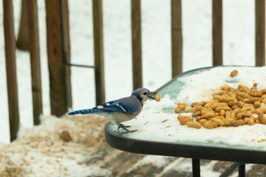 Bu güzel mavi karga burada, karların arasında gagasında fıstıkla duruyor. Bu kuş yiyeceğiyle havalanmak üzere. Bu korvitler mavi, beyaz ve siyah tüyleriyle çok güzel..