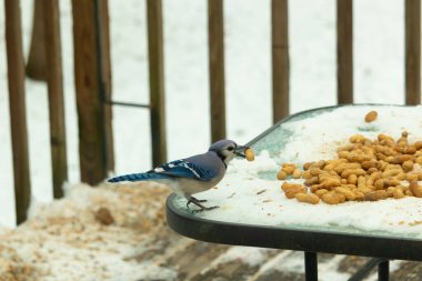 Bu güzel mavi karga burada, karların arasında gagasında fıstıkla duruyor. Bu kuş yiyeceğiyle havalanmak üzere. Bu korvitler mavi, beyaz ve siyah tüyleriyle çok güzel..