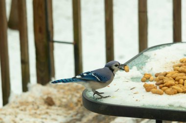 Bu güzel mavi karga burada, karların arasında gagasında fıstıkla duruyor. Bu kuş yiyeceğiyle havalanmak üzere. Bu korvitler mavi, beyaz ve siyah tüyleriyle çok güzel..