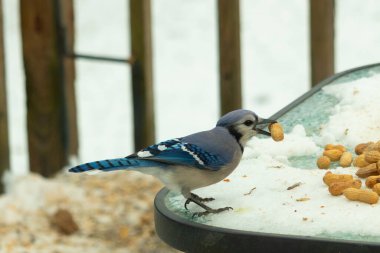 Bu güzel mavi karga burada, karların arasında gagasında fıstıkla duruyor. Bu kuş yiyeceğiyle havalanmak üzere. Bu korvitler mavi, beyaz ve siyah tüyleriyle çok güzel..
