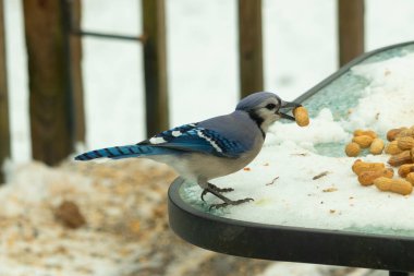 Bu güzel mavi karga burada, karların arasında gagasında fıstıkla duruyor. Bu kuş yiyeceğiyle havalanmak üzere. Bu korvitler mavi, beyaz ve siyah tüyleriyle çok güzel..
