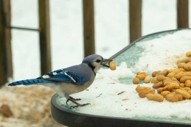 Bu güzel mavi karga burada, karların arasında gagasında fıstıkla duruyor. Bu kuş yiyeceğiyle havalanmak üzere. Bu korvitler mavi, beyaz ve siyah tüyleriyle çok güzel..