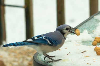 Bu güzel mavi karga burada, karların arasında gagasında fıstıkla duruyor. Bu kuş yiyeceğiyle havalanmak üzere. Bu korvitler mavi, beyaz ve siyah tüyleriyle çok güzel..
