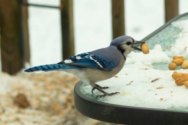 Bu güzel mavi karga burada, karların arasında gagasında fıstıkla duruyor. Bu kuş yiyeceğiyle havalanmak üzere. Bu korvitler mavi, beyaz ve siyah tüyleriyle çok güzel..
