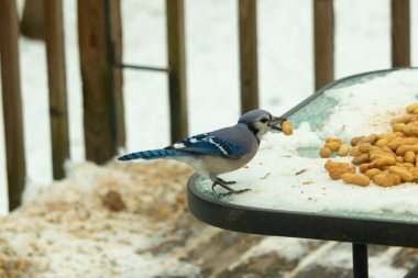 Bu güzel mavi karga burada, karların arasında gagasında fıstıkla duruyor. Bu kuş yiyeceğiyle havalanmak üzere. Bu korvitler mavi, beyaz ve siyah tüyleriyle çok güzel..